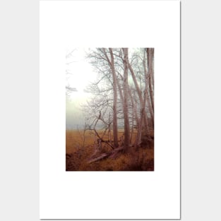 Ash trees and mist Posters and Art